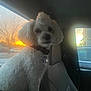 Zeus joined the competition — help win amazing prizes! dog, white_dog, curly_fur, pet, car_interior, car_seat, sunset, window, collar, tag, parking_lot, outdoor, animal, companion, domestic_animal, fur, sitting, side_view, vehicle, evening
