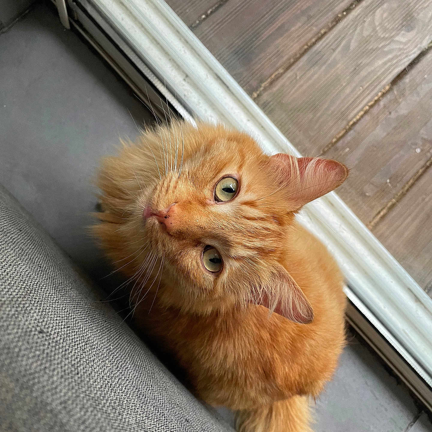 Shanga a rejoint le concours — aidez-le/la à gagner de superbes lots ! abyssinian, angora, animal, architecture, building, cat, door, hardwood, house, housing, indoors, interiordesign, kitten, manx, pet, plywood, porch, window, windowsill, wood