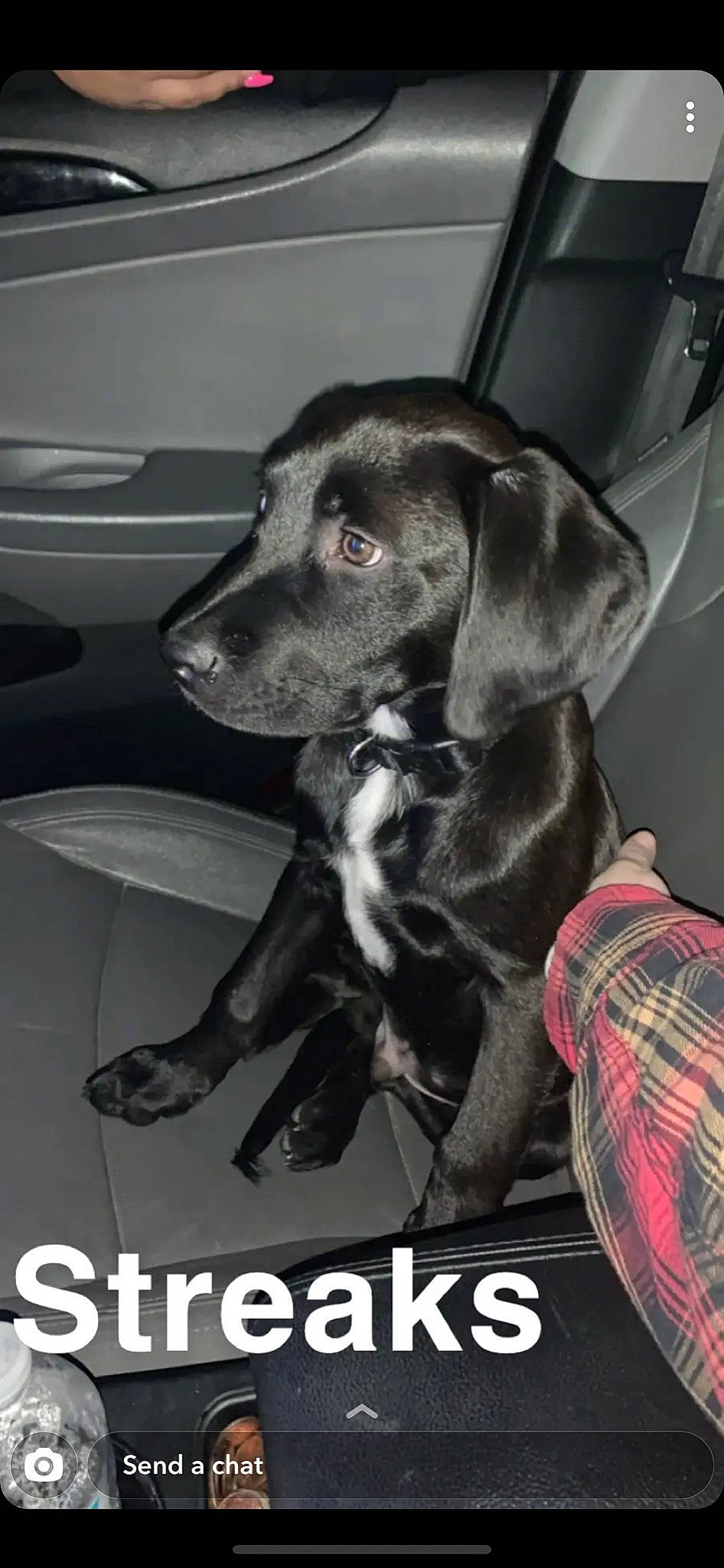 Zeus is registered to the contest to win money with this photo: beagador, blue_lacy, canidae, carnivore, dachshund, dog, dog_breed, labrador_retriever, mammal, photo_caption, puppy, rare_breed_dog, snout, sporting_group, vertebrate, weimaraner