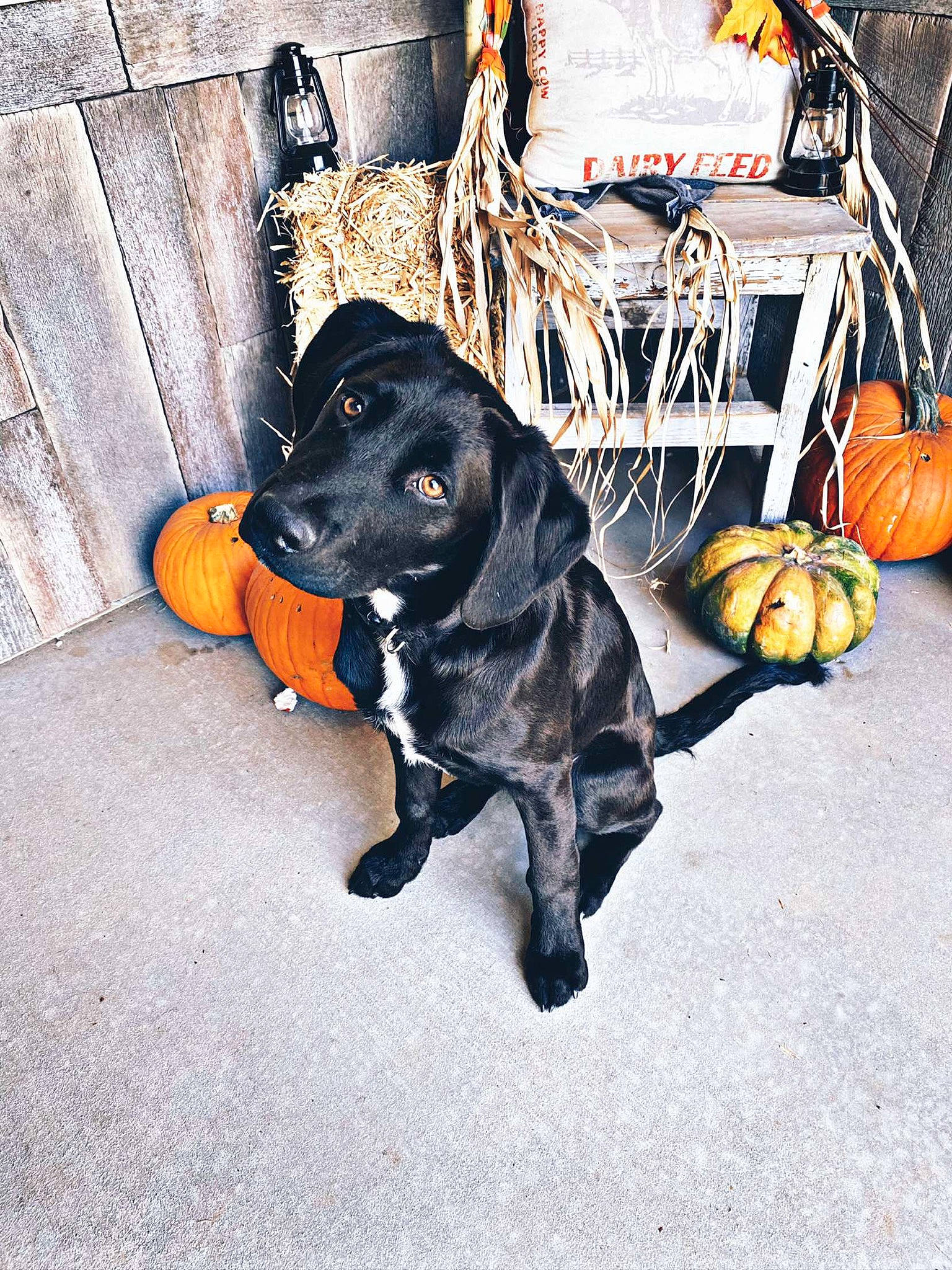 Zeus is registered to the contest to win money with this photo: beagador, canidae, carnivore, dachshund, dog, dog_breed, hunting_dog, labrador_retriever, pumpkin, rare_breed_dog, snout, sporting_group, yellow