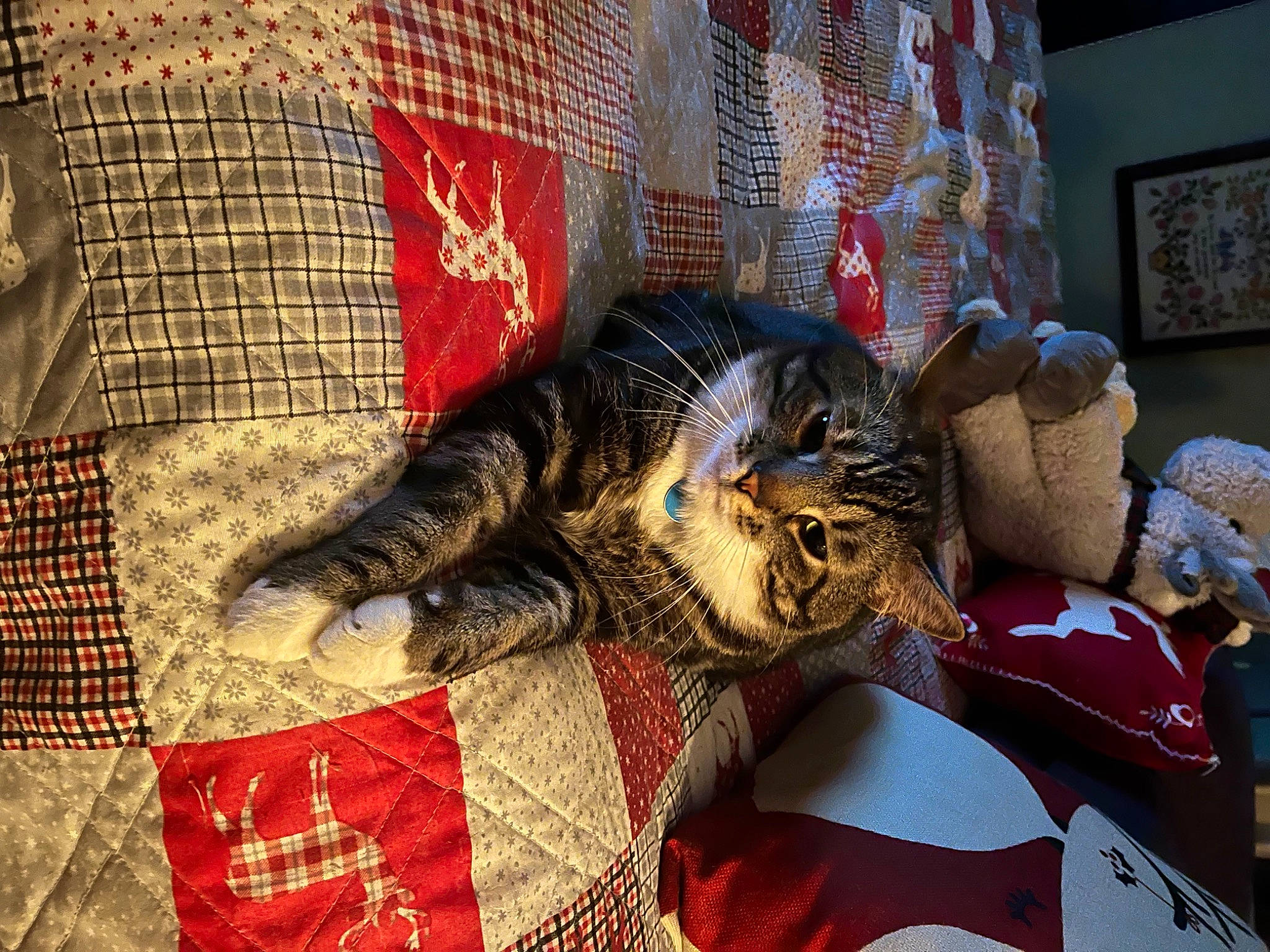 Jingle joined the competition — help win amazing prizes! bed, bed_sheet, bedding, blanket, carnivore, cat, comfort, domestic_short_haired_cat, felidae, fur, linens, pattern, picture_frame, plaid, room, small_to_medium_sized_cats, tartan, textile, whiskers, woven_fabric