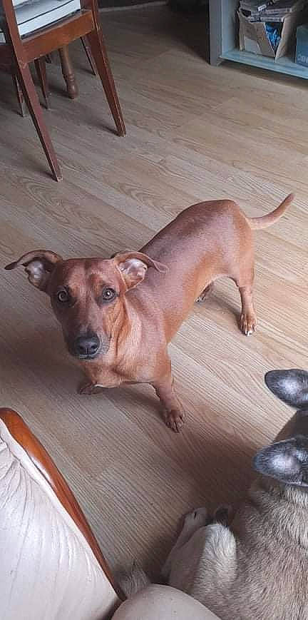 Marley participe au concours pour gagner de l'argent avec cette photo : carnivore, comfort, companion_dog, dog, dog_breed, ear, fawn, flooring, fur, hardwood, liver, paw, tail, terrestrial_animal, toy_dog, varnish, whiskers, wood, wood_flooring, working_animal