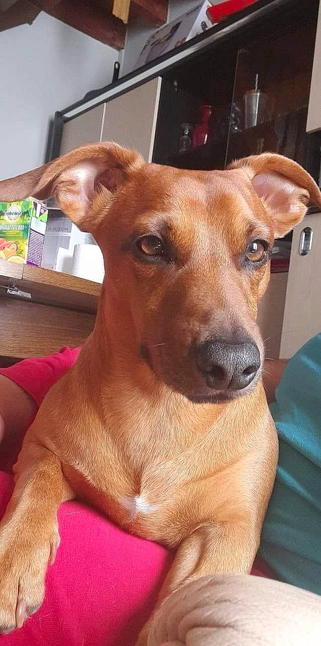 Marley participe au concours pour gagner de l'argent avec cette photo : ancient_dog_breeds, canidae, carnivore, collar, companion_dog, dog, dog_breed, dog_supply, ear, fawn, fur, liver, sighthound, snout, sporting_group, terrestrial_animal, toy_dog, whiskers, wood, working_animal