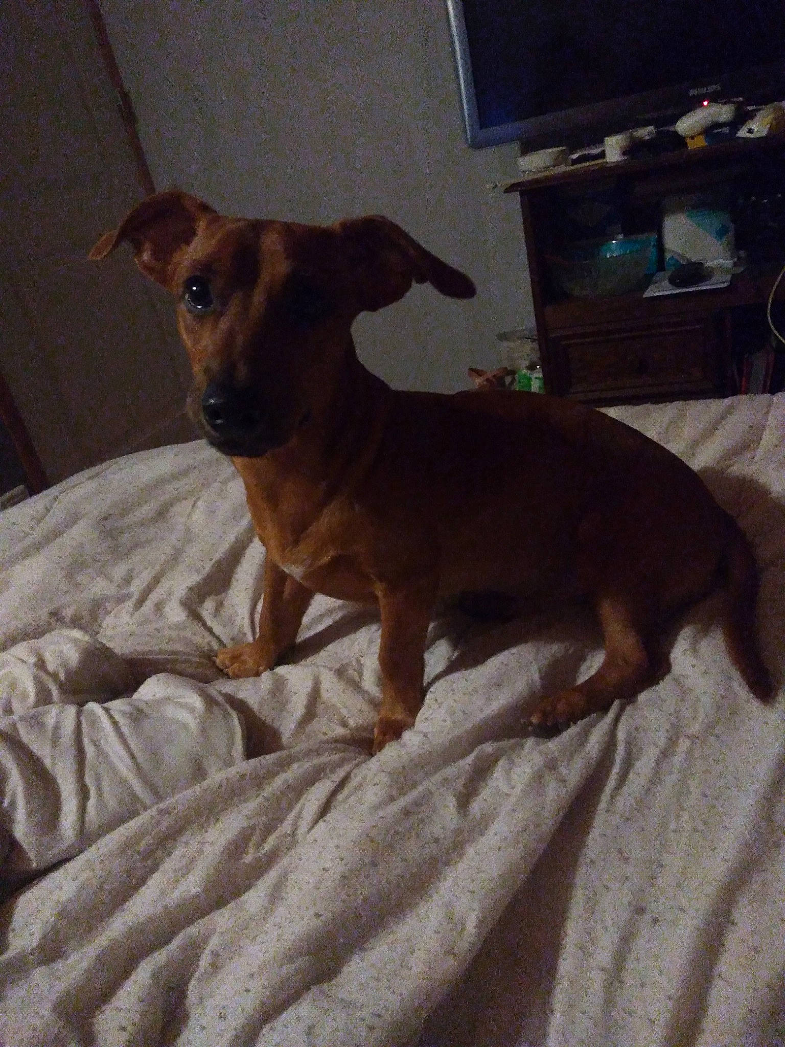 Marley participe au concours pour gagner de l'argent avec cette photo : canidae, carnivore, companion_dog, dachshund, dog, dog_breed, ear, fawn, mammal, toy_dog