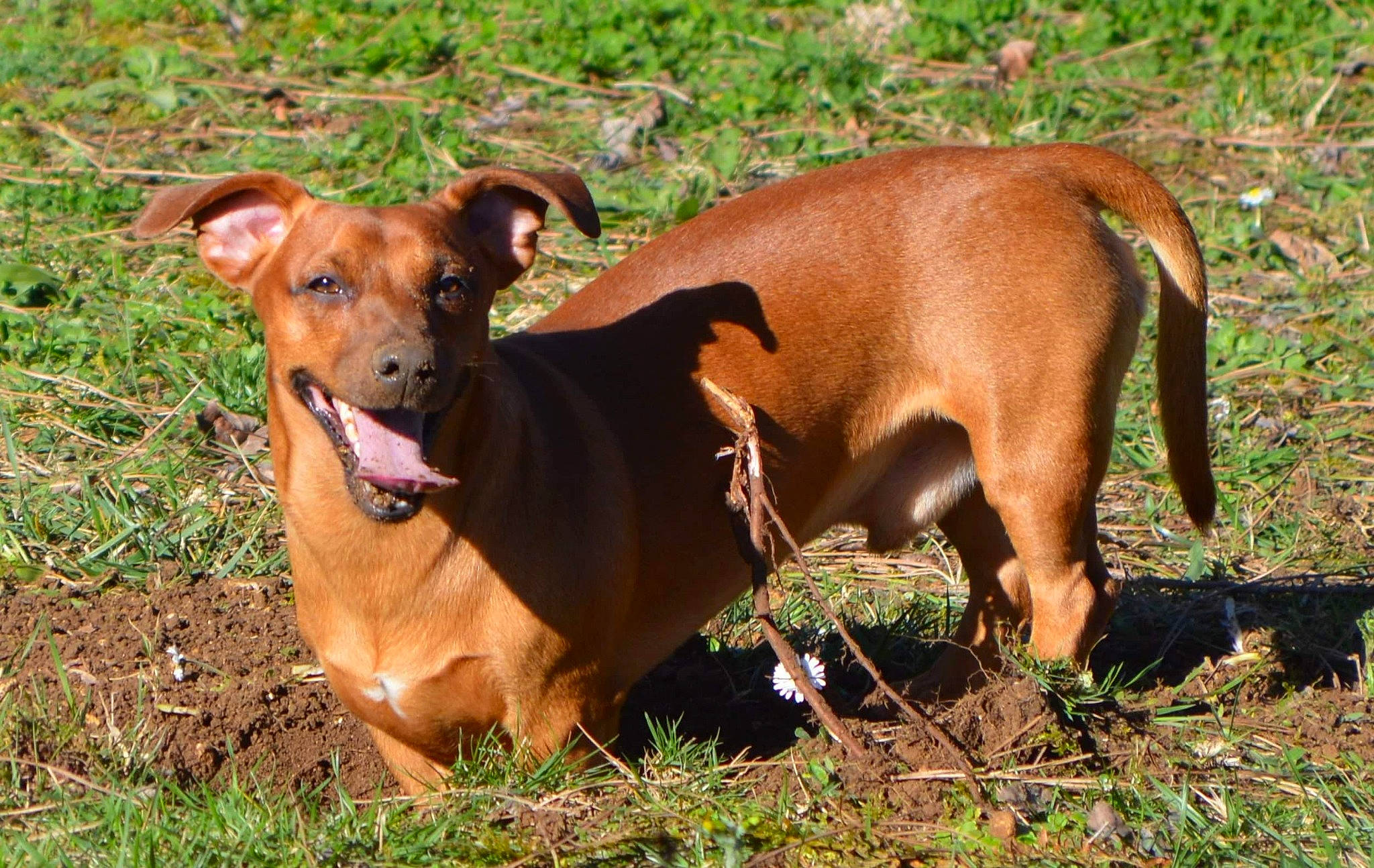 Marley participe au concours pour gagner de l'argent avec cette photo : ancient_dog_breeds, canidae, carnivore, collar, companion_dog, dog, dog_breed, dog_collar, dog_supply, fawn, grass, hound, hunting_dog, liver, pet_supply, plant, sporting_group, terrestrial_animal, working_animal, working_dog