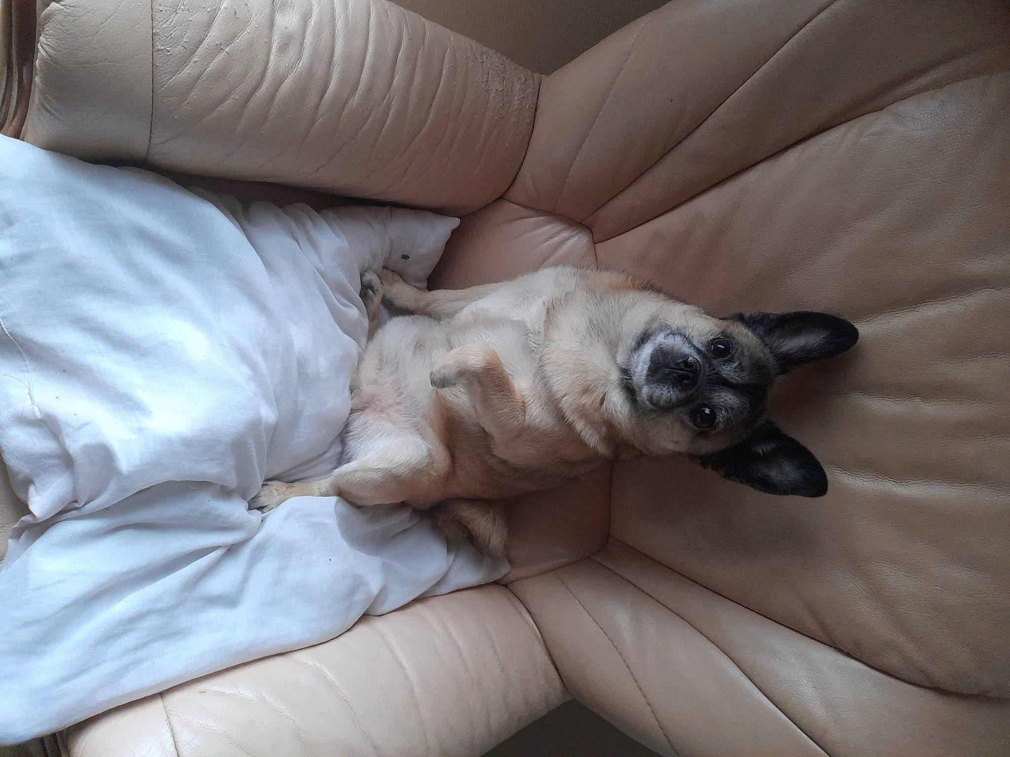 Bouli a rejoint le concours — aidez-le/la à gagner de superbes lots ! bedding, bulldog, carnivore, comfort, companion_dog, couch, dog, dog_breed, duvet, fawn, felidae, fur, linens, nap, paw, sleep, sporting_group, toy_dog, whiskers, working_animal