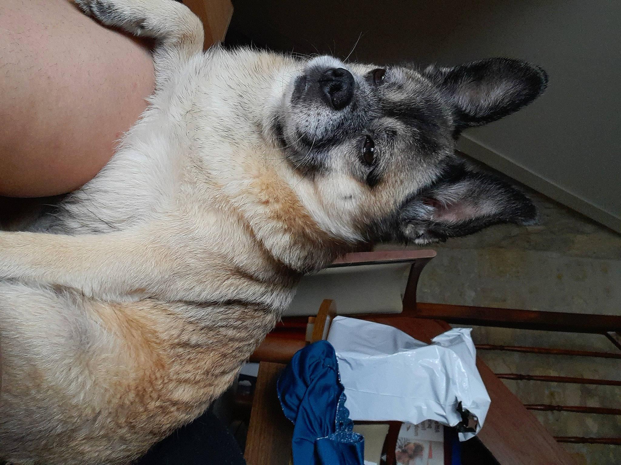 Bouli participe au concours pour gagner de l'argent avec cette photo : bag, carnivore, claw, companion_dog, dog, dog_breed, fawn, foot, fur, luggage_and_bags, non_sporting_group, paw, snout, terrestrial_animal, whiskers, wildlife, working_animal