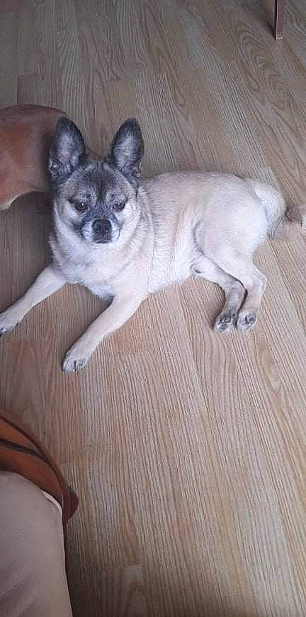 Bouli participe au concours pour gagner de l'argent avec cette photo : canidae, carnivore, comfort, companion_dog, dog, dog_breed, fawn, flooring, hardwood, paw, snout, sporting_group, tail, terrestrial_animal, toy_dog, whiskers, wood, wood_flooring, wood_stain, working_animal