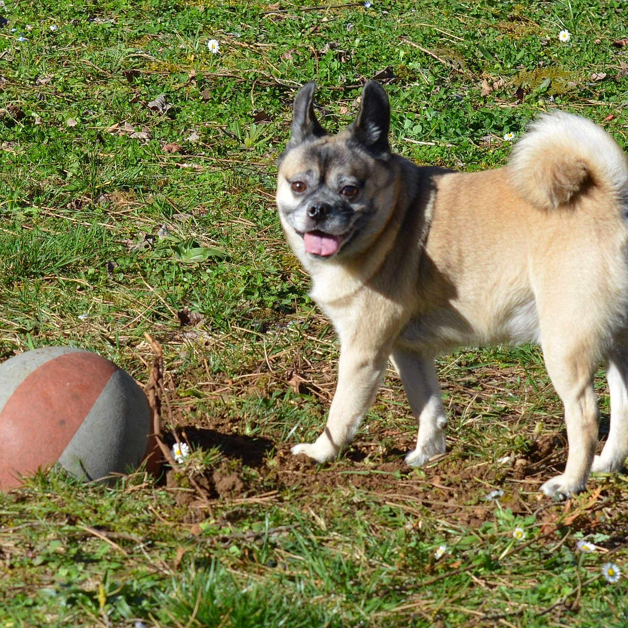 Bouli