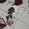 animal, black_and_white, cat, fur, green_eyes, home, indoor, kitten, lying_down, paws, pet, photography, planter, portrait, relaxed, rug, strawberry, tile_floor, toy_mouse, whiskers