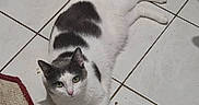 Gaïa participe au concours pour gagner de l'argent avec cette photo : animal, black_and_white, cat, domestic_animal, floor, fur, green_eyes, home, indoor, looking_at_camera, lying_down, paws, pet, portrait, relaxed, scratching_post, strawberry, tile, toy_mouse, whiskers