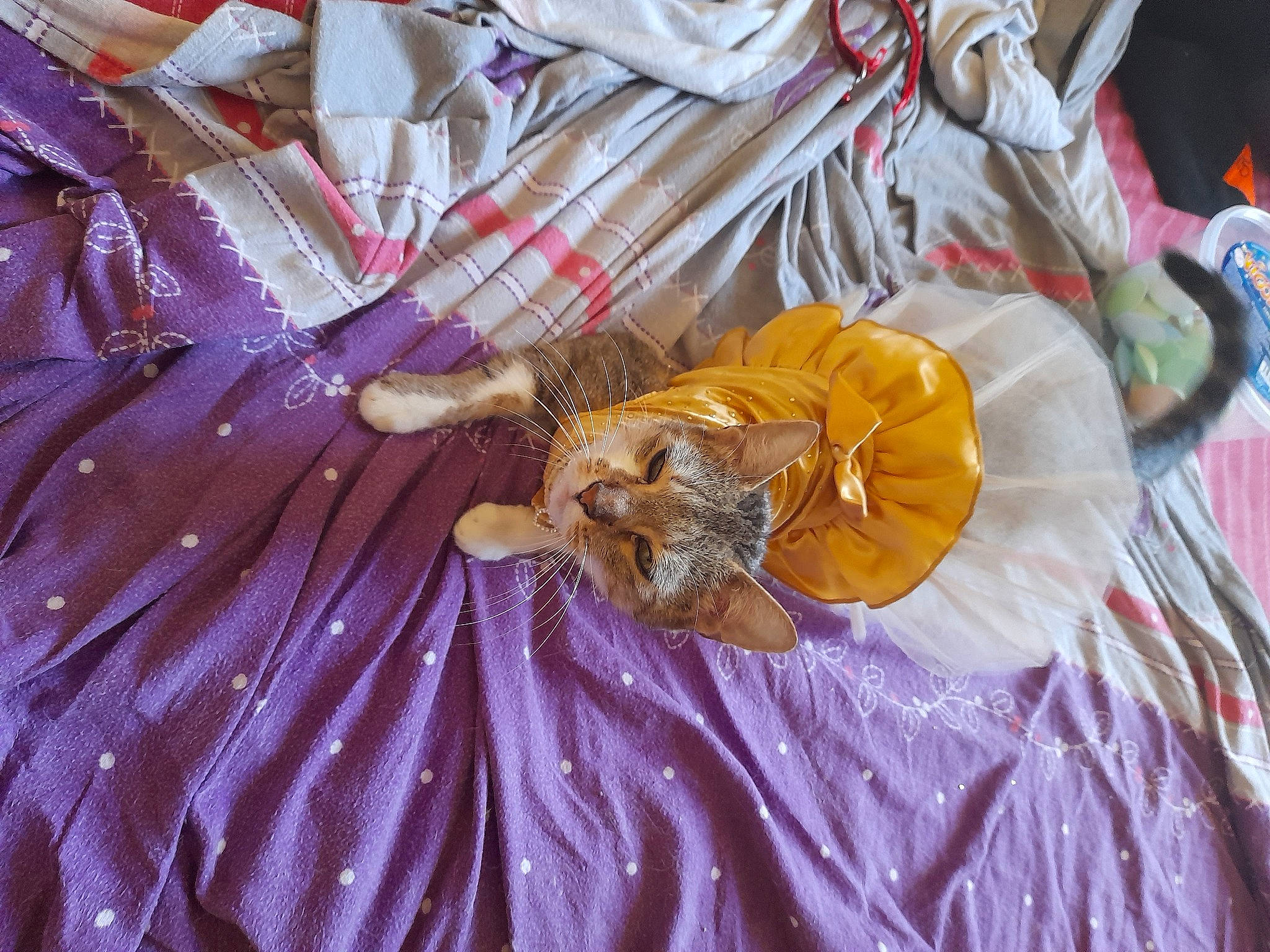 Chipie a rejoint le concours — aidez-le/la à gagner de superbes lots ! costume, costume_design, dress, event, fashion_accessory, feather, festival, linens, magenta, mask, pattern, peach, petal, plant, product, purple, silk, textile, toy, tradition