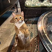 Taz is registered to the contest to win money with this photo: cat, orange_cat, white_cat, indoor, standing, curious, pet, feline, carpet, wicker_chair, glass_table, home, floor, whiskers, ears, animal, cute, domestic, mammal, fur