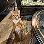cat, orange_cat, white_cat, indoor, standing, curious, pet, feline, carpet, wicker_chair, glass_table, home, floor, whiskers, ears, animal, cute, domestic, mammal, fur