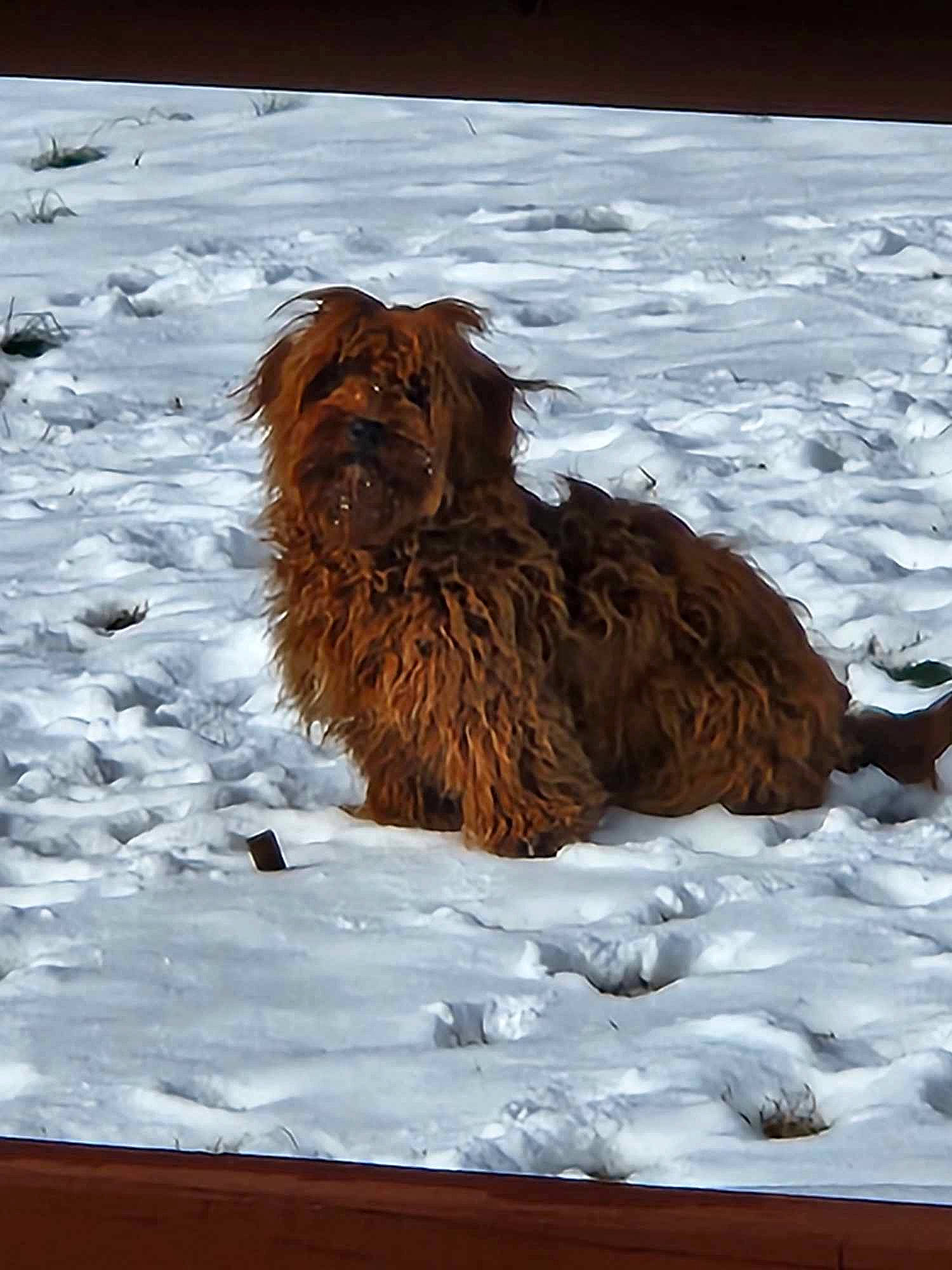 Copper joined the competition — help win amazing prizes! big_cats, canidae, carnivore, companion_dog, dog_breed, fawn, felidae, freezing, fur, herding_dog, liver, masai_lion, snow, sporting_group, terrestrial_animal, wildlife, winter