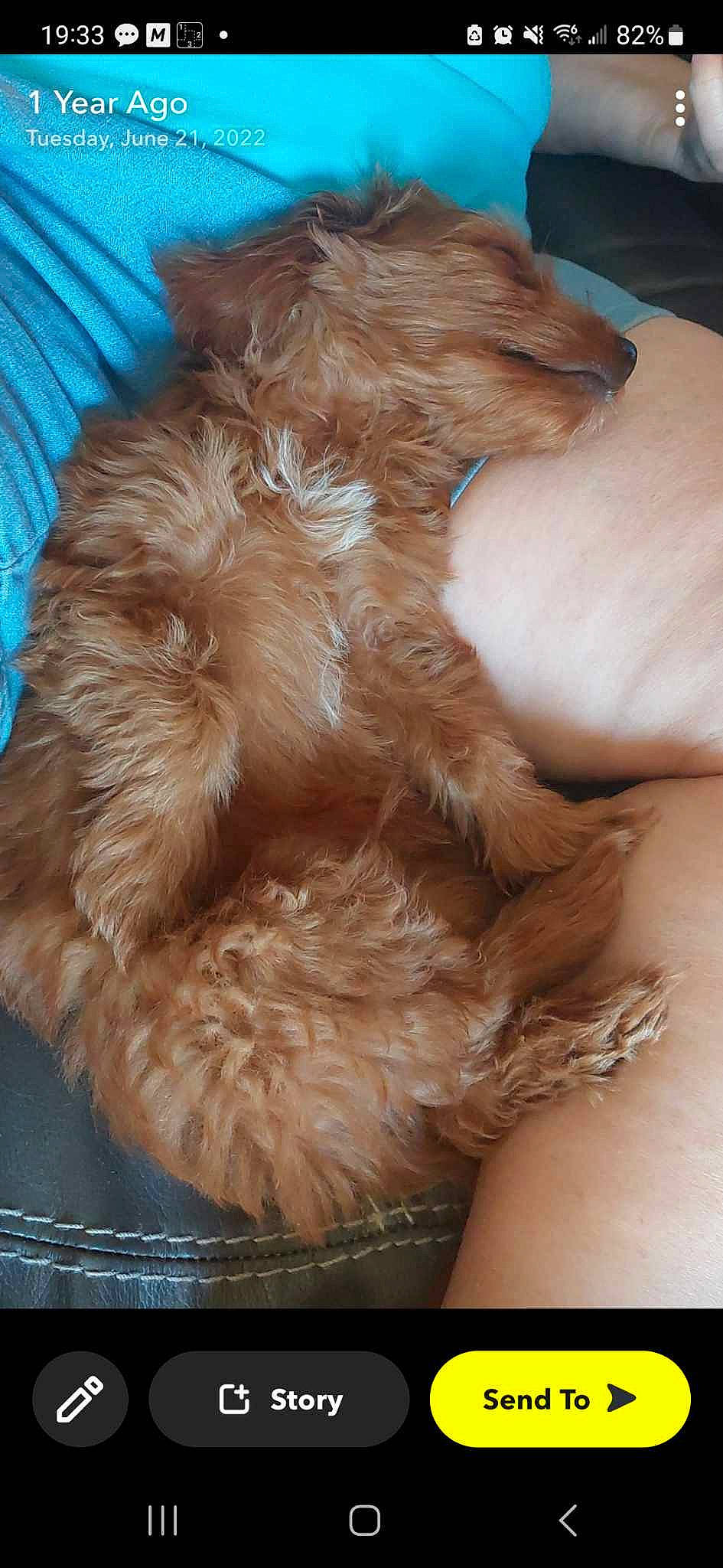 Copper joined the competition — help win amazing prizes! canidae, carnivore, claw, companion_dog, dog, dog_breed, ear, fawn, felidae, fur, human_leg, liver, paw, pet_supply, small_to_medium_sized_cats, snout, sporting_group, tail, whiskers, working_animal