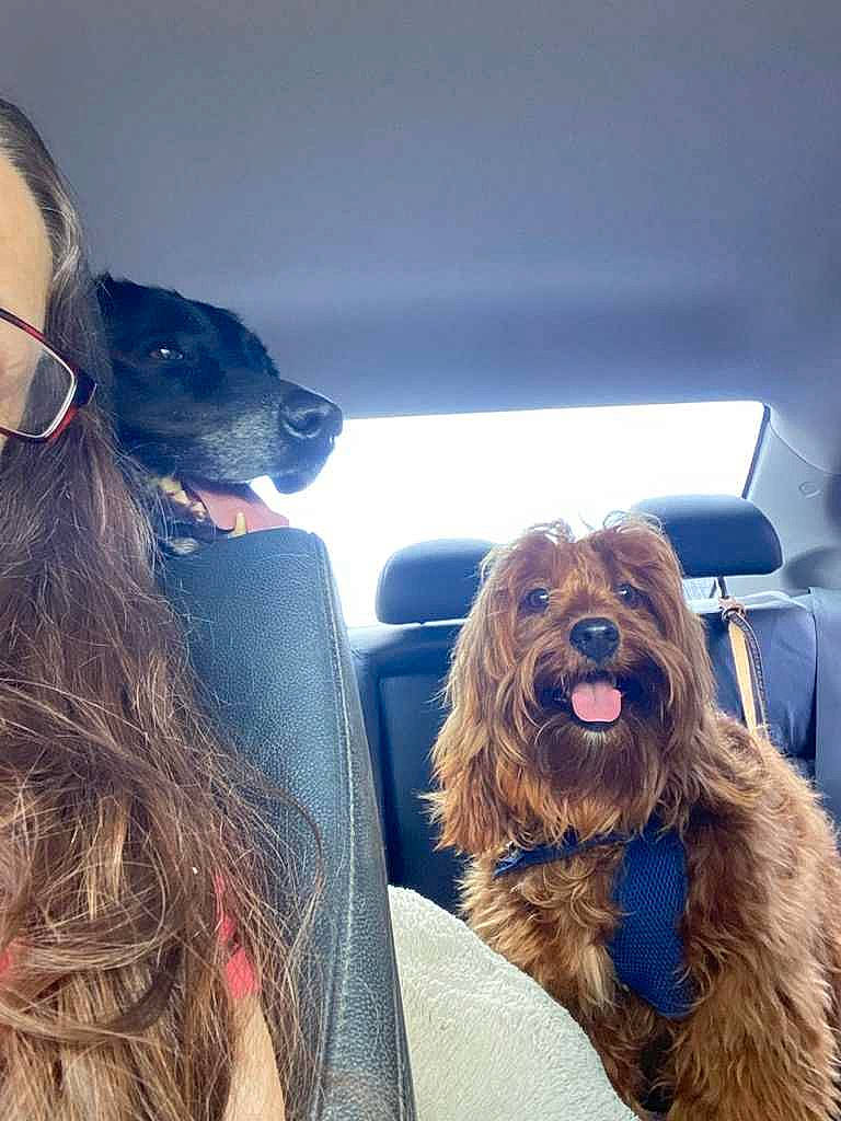 Copper joined the competition — help win amazing prizes! brown_hair, canidae, carnivore, companion_dog, dog, dog_breed, ear, eyewear, fur, happy, jaw, liver, mammal, smile, snout, spaniel, sporting_group, vehicle_door, vertebrate, working_animal