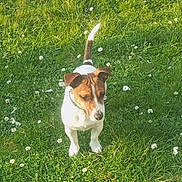 Ringo participe au concours pour gagner de l'argent avec cette photo : dog, jack_russell_terrier, grass, greenery, flowers, outdoor, pet, animal, nature, small_dog, white_and_brown, ears, tail, standing, sunlight, daytime, curious, looking_down, collar, playful