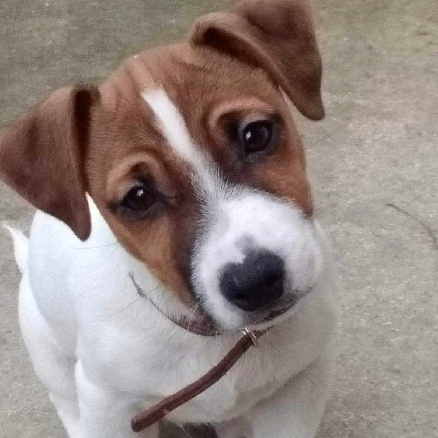 Ringo a rejoint le concours — aidez-le/la à gagner de superbes lots ! animal, brown, canine, close_up, collar, curious, cute, dog, domestic_animal, eyes, fur, head_tilt, leash, outdoor, pet, portrait, puppy, snout, white, young