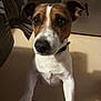 Ringo a rejoint le concours — aidez-le/la à gagner de superbes lots ! dog, jack_russell_terrier, pet, indoor, curious, brown_and_white, ears, eyes, nose, collar, front_paws, floor, shadow, close_up, animal, canine, looking_up, fur, portrait, domestic_animal