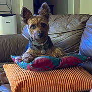 Digger is registered to the contest to win money with this photo: dog, terrier, pet, animal, portrait, sitting, couch, sofa, pillow, blanket, collar, tag, ears, fur, brown_fur, black_fur, indoor, living_room, home, colorful
