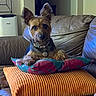 dog, terrier, pet, animal, portrait, sitting, couch, sofa, pillow, blanket, collar, tag, ears, fur, brown_fur, black_fur, indoor, living_room, home, colorful