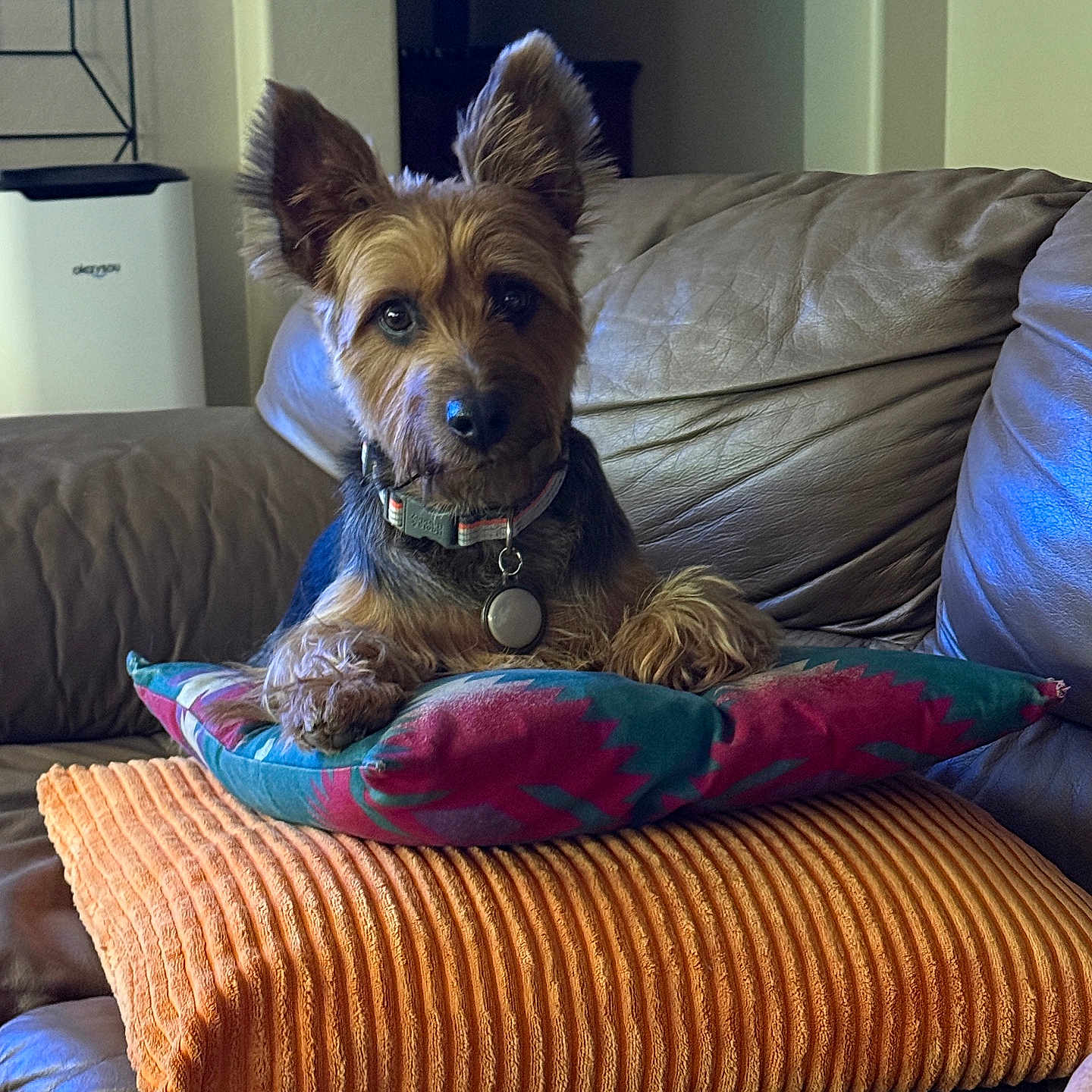 Digger is registered to the contest to win money with this photo: dog, terrier, pet, animal, portrait, sitting, couch, sofa, pillow, blanket, collar, tag, ears, fur, brown_fur, black_fur, indoor, living_room, home, colorful