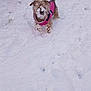 dog, snow, pet, playing, winter, pink_jacket, outdoor, animal, cute, fur, cold, snowy_ground, canine, happy, walking, small_dog, fluffy, paws, nature, fun