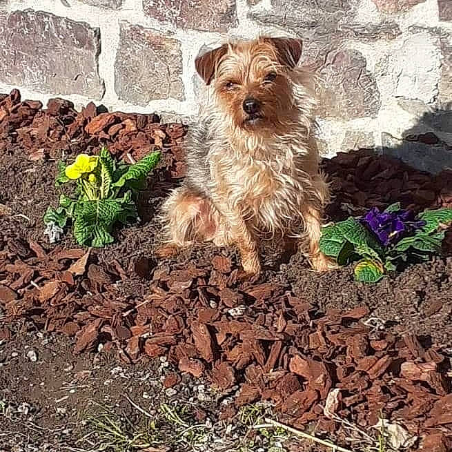 Milou participe au concours pour gagner de l'argent avec cette photo : canidae, carnivore, companion_dog, dog, dog_breed, dog_supply, fawn, grass, groundcover, liver, mulch, plant, small_terrier, snout, soil, sporting_group, tail, terrier, toy_dog, wood