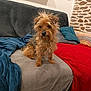 dog, small_dog, scruffy, fur, couch, blanket, cushion, living_room, indoor, pet, cozy, curious, brown, gray, red_blanket, blue_blanket, stone_wall, wood_shelf, decor, home