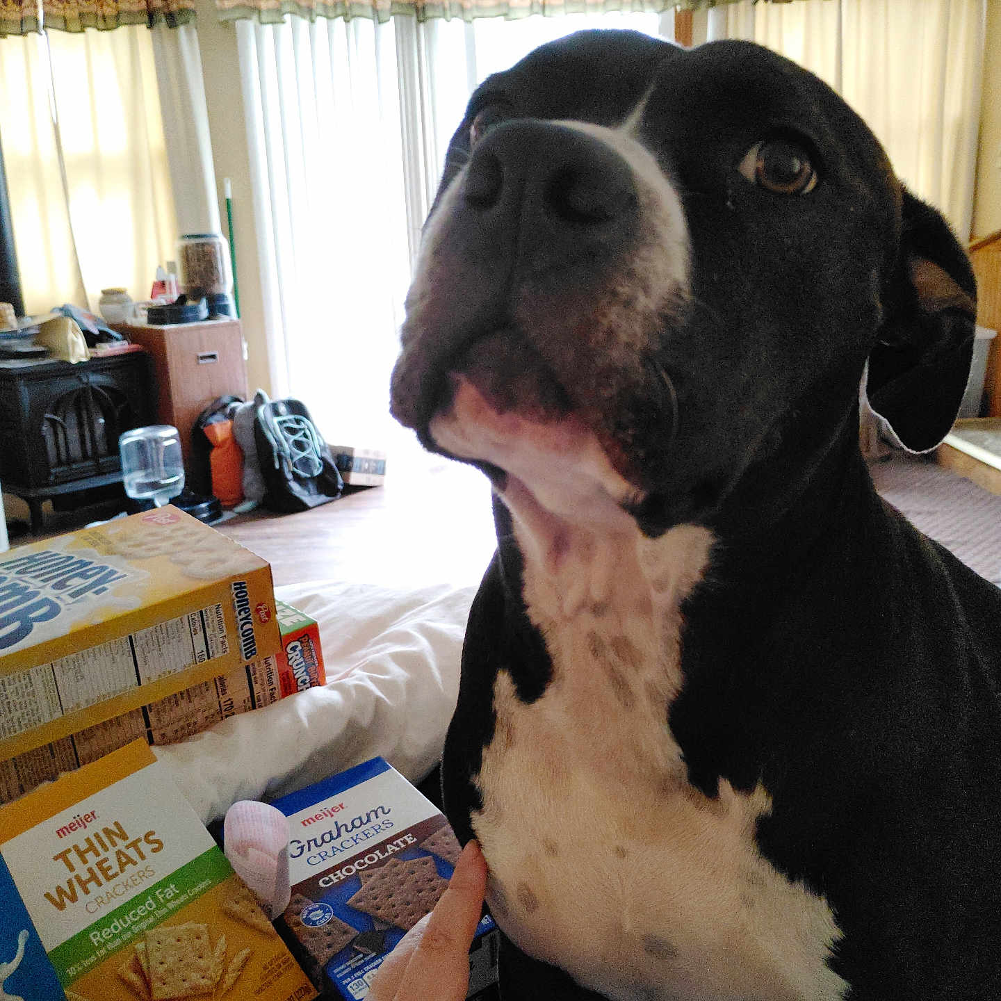 Princess is registered to the contest to win money with this photo: animal, bed, black_and_white, cereal_boxes, closeup, cozy, crackers, curtains, dog, expression, floor, furniture, hand, indoor, light, person, pet, portrait, white_chest, window