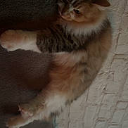 Sushi participe au concours pour gagner de l'argent avec cette photo : animal, brick_wall, cat, cozy, cute, domestic, feline, fluffy, fur, indoor, paw, pet, relaxed, resting, side_view, soft_light, stretching, texture, wall, whiskers