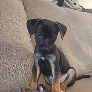 Raider joined the competition — help win amazing prizes! animal, blanket, canine, comfort, couch, cozy, cute, dog, domestic, ears, fur, furniture, home, indoor, pet, puppy, sitting, small, tail, young