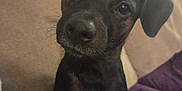 Raider joined the competition — help win amazing prizes! black, blanket, brown, closeup, companion, couch, cozy, curious, cute, dog, ears, face, fur, home, indoor, pet, puppy, sitting, tail, whiskers