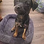 Raider is registered to the contest to win money with this photo: animal, black_dog, canine, companion, cozy, curious, cute, dog, domestic_animal, floor, indoor, looking_up, pet, pet_bed, puppy, sitting, small_dog, tan_paws, wooden_floor, young_dog