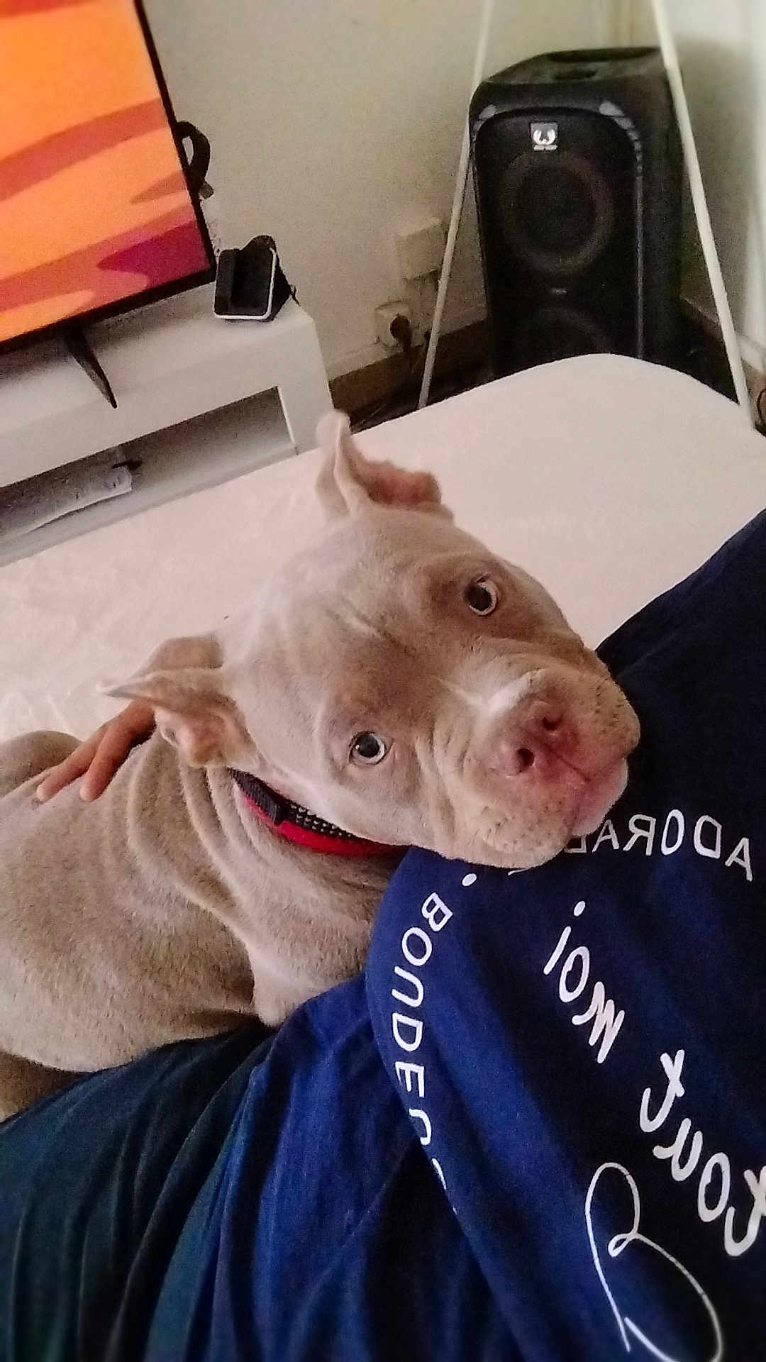 Aïko participe au concours pour gagner de l'argent avec cette photo : puppy, dog, pet, indoor, collar, person, cuddle, resting, sofa, television, speaker, hand, shirt, blue_clothing, closeup, cute, animal, companion, domestic, friendly