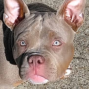 Aïko participe au concours pour gagner de l'argent avec cette photo : animal, blue_eyes, canine, close_up, concrete, curious, dog, ears, expression, face, head, muzzle, nose, outdoor, paw, pet, shadow, sunlight, texture, walking