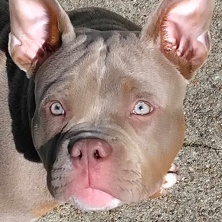 Aïko participe au concours pour gagner de l'argent avec cette photo : animal, blue_eyes, canine, close_up, concrete, curious, dog, ears, expression, face, head, muzzle, nose, outdoor, paw, pet, shadow, sunlight, texture, walking