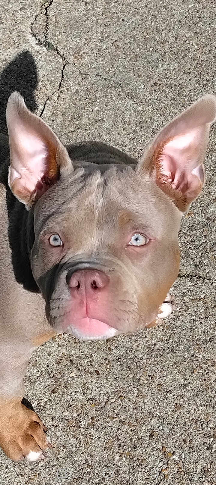 Aïko