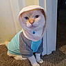 cat, white_cat, blue_eyes, hoodie, clothing, pet, indoor, carpet, sitting, fur, animal, cute, domestic_cat, feline, collar, blue_bell, portrait, looking, young_cat, calm