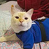 Sinatra Blue joined the competition — help win amazing prizes! cat, white_cat, pet, bed, blanket, pillow, blue_clothing, indoor, feline, animal, resting, cute, domestic_animal, fur, whiskers, portrait, comfortable, cozy, household, closeup