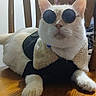 Sinatra Blue is registered to the contest to win money with this photo: cat, white_cat, sunglasses, pet_clothing, coat, animal, indoor, wooden_surface, fashion, accessory, close_up, cute, relaxed, feline, domestic_animal, portrait, eye_covering, sitting, pet, cool