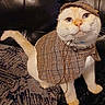 cat, pet, costume, cape, hat, plaid, cream_colored, feline, animal, indoor, leather, texture, curious, sitting, closeup, portrait, cute, whiskers, collar, bell