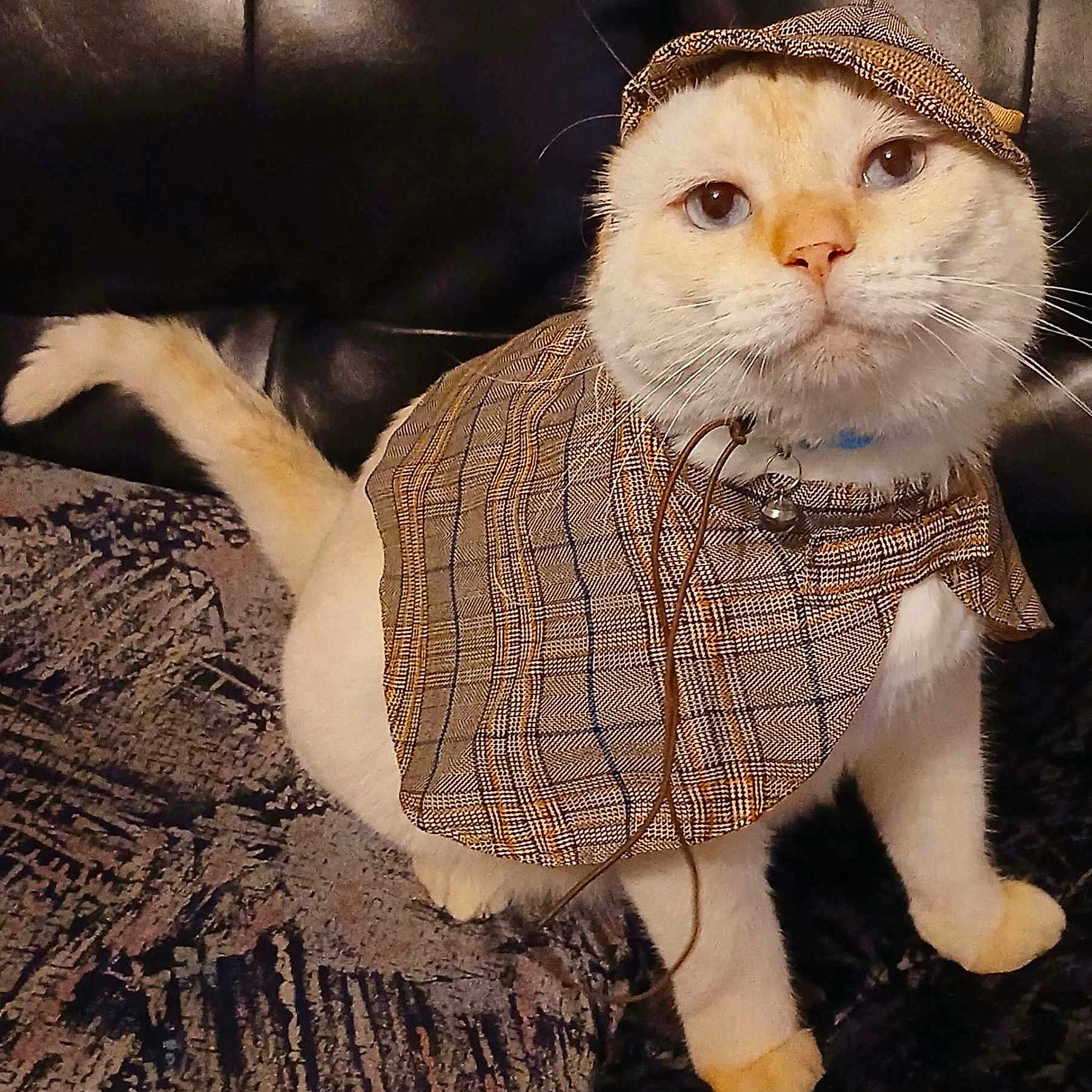 Sinatra Blue joined the competition — help win amazing prizes! cat, pet, costume, cape, hat, plaid, cream_colored, feline, animal, indoor, leather, texture, curious, sitting, closeup, portrait, cute, whiskers, collar, bell