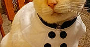 Sinatra Blue is registered to the contest to win money with this photo: cat, animal, pet, costume, chef_hat, white_fur, indoor, wooden_chair, furniture, table, portrait, cute, whiskers, ears, sitting, domestic, feline, closeup, expression, cozy