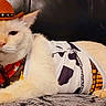 Sinatra Blue joined the competition — help win amazing prizes! cat, animal, pet, costume, cowboy_hat, bandana, indoor, feline, cream_colored, lying_down, sofa, black_background, fur, whiskers, ears, cute, domestic_cat, resting, clothing, adorable