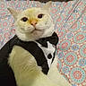 Sinatra Blue joined the competition — help win amazing prizes! animal, bowtie, button, cat, closeup, clothing, costume, cute, domestic, ears, feline, funny, fur, indoor, patterned_background, pet, portrait, sitting, tuxedo, whiskers