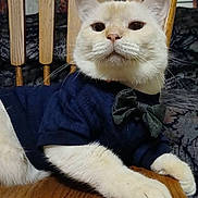 Sinatra Blue joined the competition — help win amazing prizes! animal, bow_tie, calm, cat, close_up, cream_colored, cute, domestic_cat, fancy, feline, fur, household, indoor, pet_clothing, portrait, resting, sitting, table, whiskers, wooden_chair