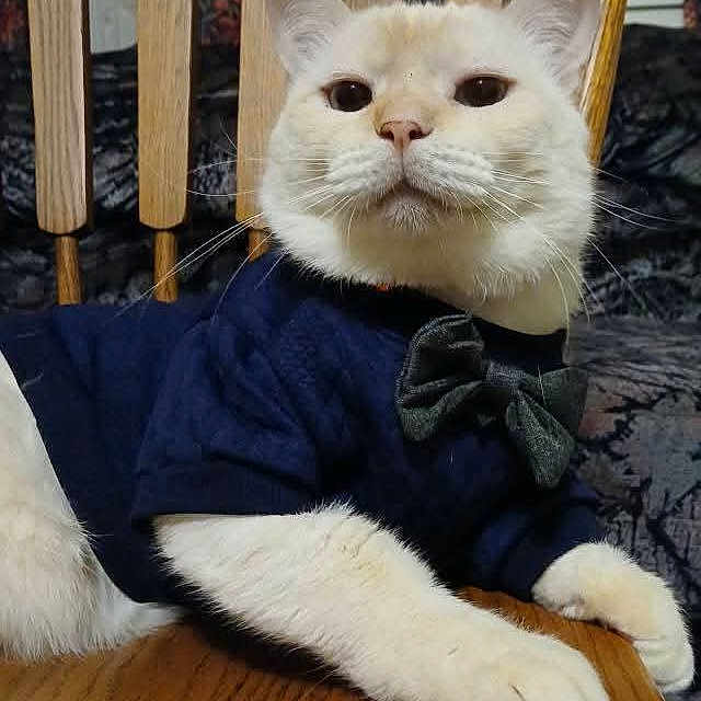 Sinatra Blue joined the competition — help win amazing prizes! animal, bow_tie, calm, cat, close_up, cream_colored, cute, domestic_cat, fancy, feline, fur, household, indoor, pet_clothing, portrait, resting, sitting, table, whiskers, wooden_chair