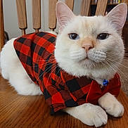 Sinatra Blue joined the competition — help win amazing prizes! cat, white_cat, blue_eyes, plaid_shirt, red_and_black, bow_tie, collar, bell, pet, indoor, wooden_table, feline, cute, animal, domestic_cat, sitting, close_up, fur, whiskers, portrait